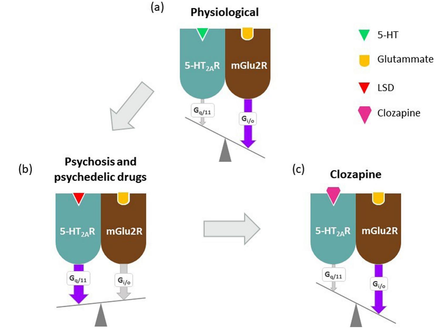 (PDF) Molecular targets of atypical antipsychotics: From mechanism of ...