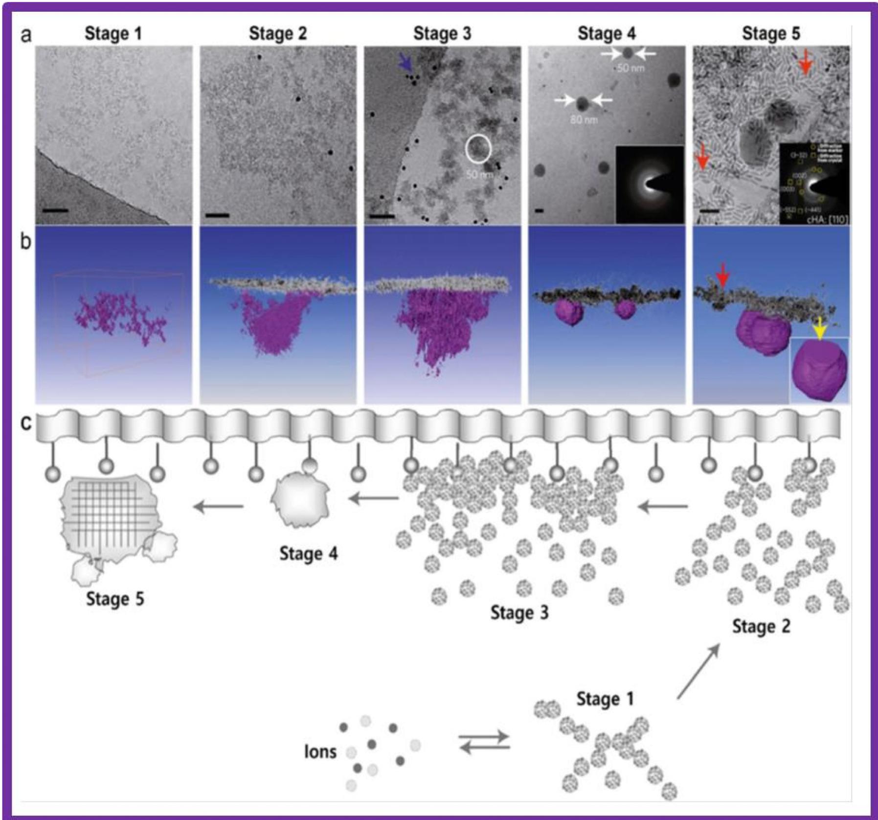 (PDF) Biomineralization of calcium phosphates in nature