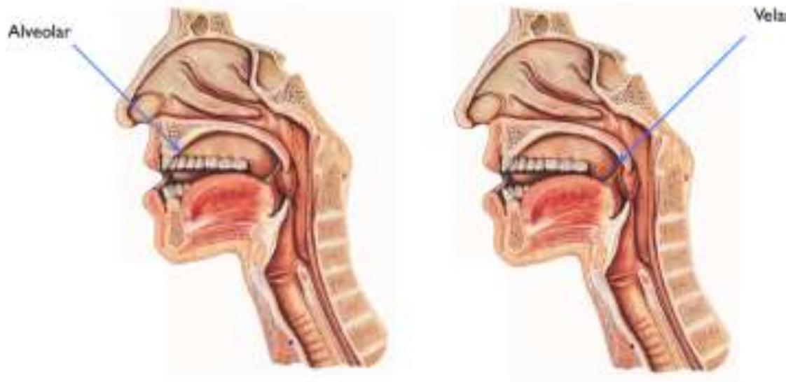 Place of articulation of alveolar and velar sounds. figures