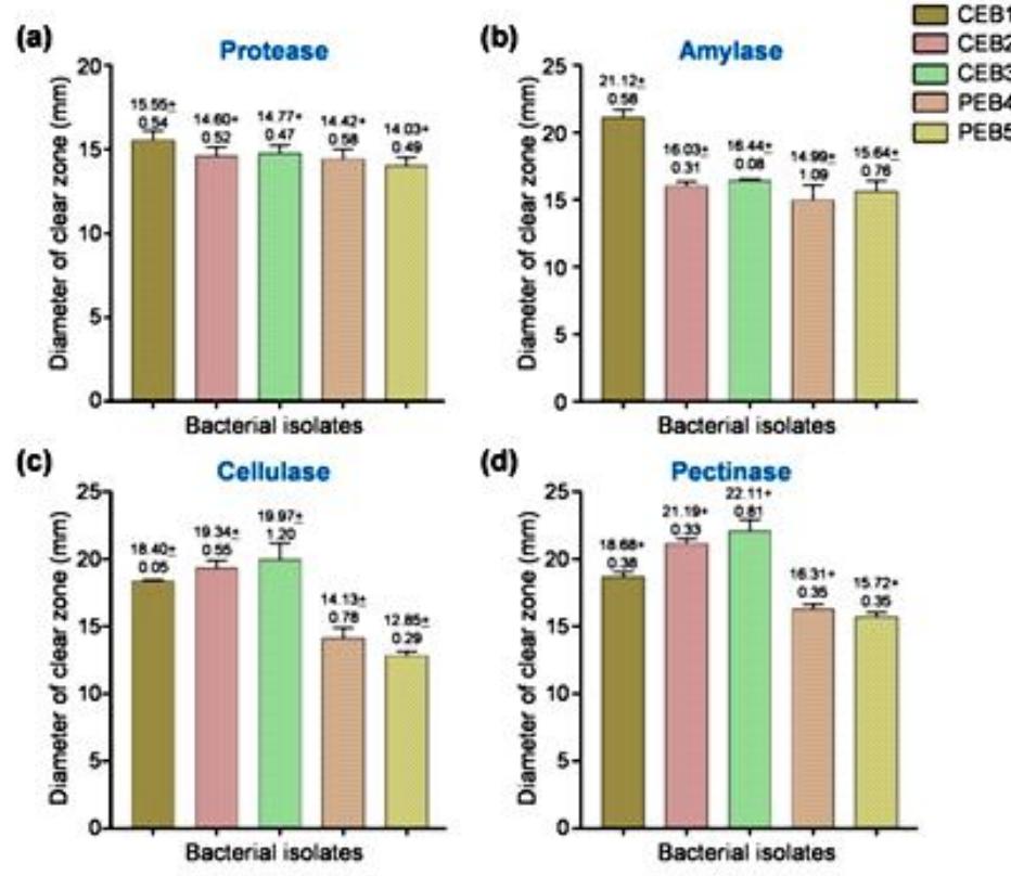 (PDF) Characterization of endophytic bacteria isolated from cotton and ...