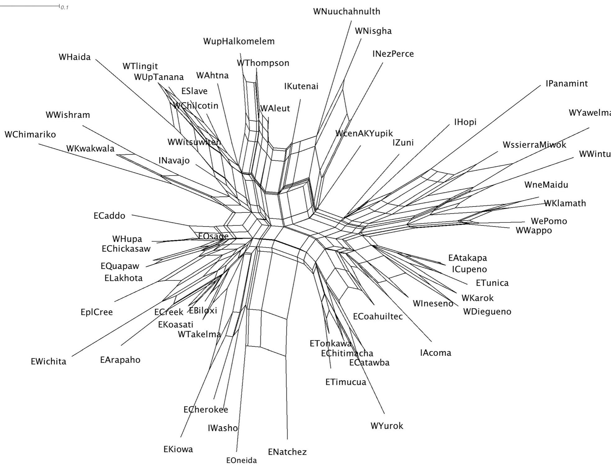 FIGURE 2 _ Neighbor Net graph of morphological features. Labels are W, I, or E for the three triparts, followed by the language name (capitalized, except when a preceding geographical descriptor is part of the name, for example, WePomo for Eastern Pomo, in the Western tripart). Canonical complexity features are not included because their survey is underway. 