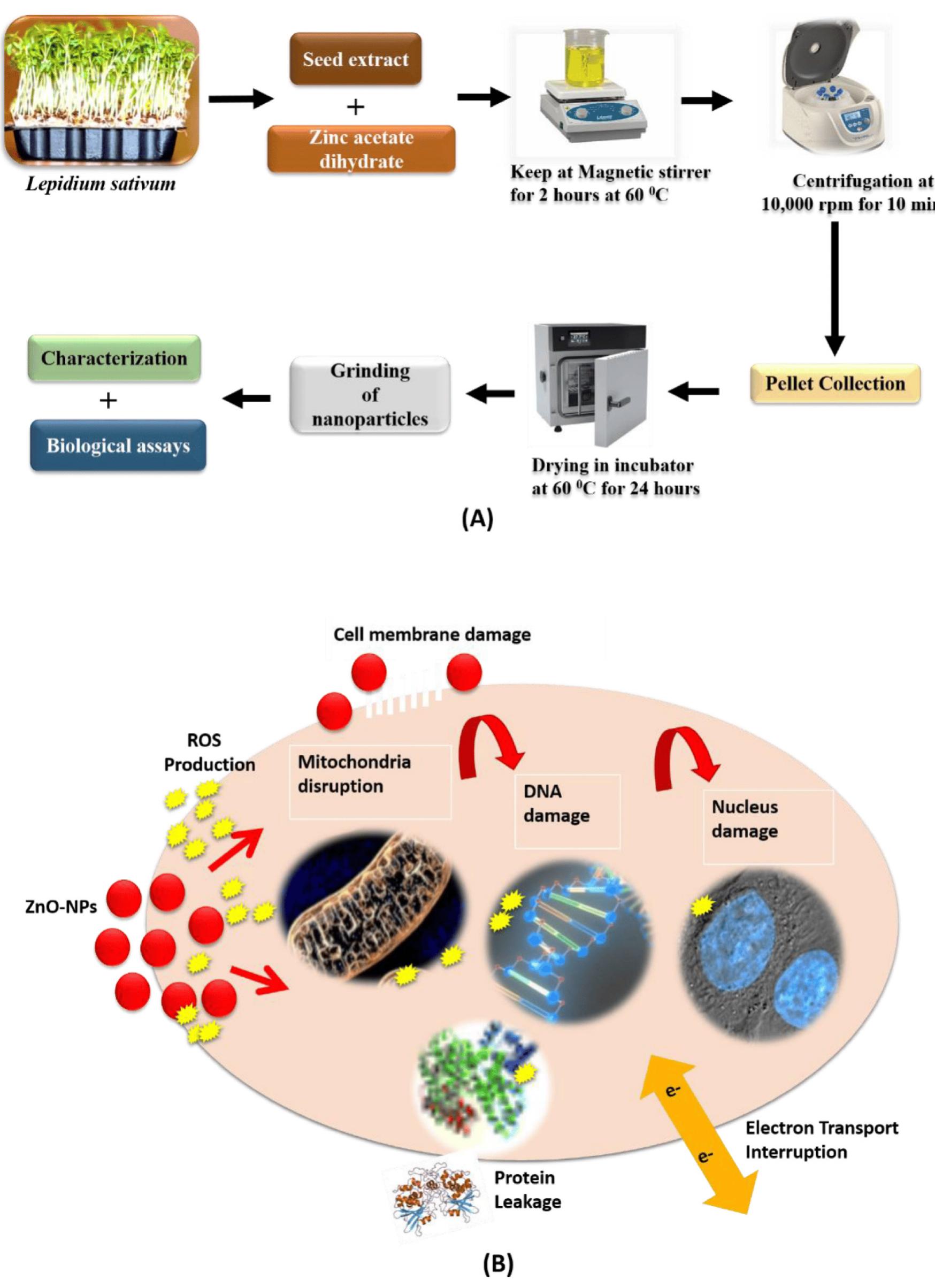 Figure 15 - from Biosynthesized ZnO