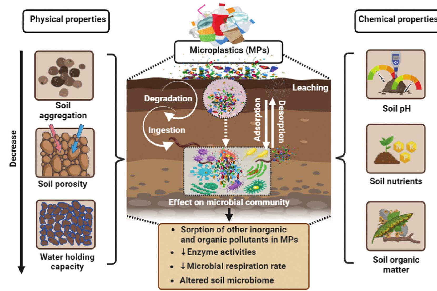 (PDF) Microplastics pollution modulating soil biological health – A review