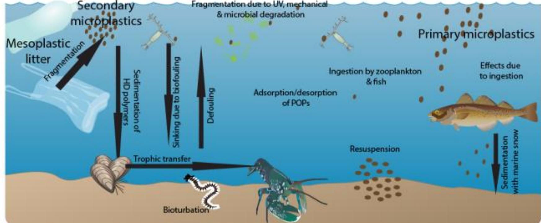 Leach Components (PDF) A Sustainable Approach to Plastics; Bioplastics