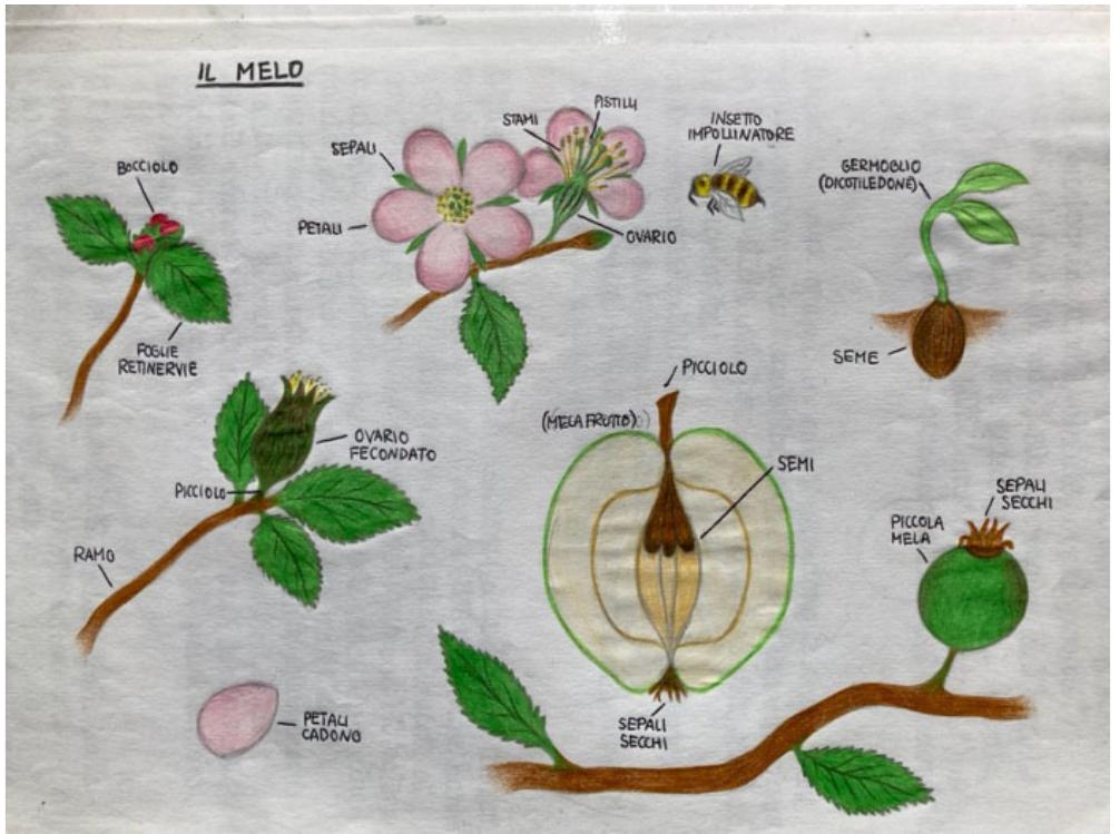 Fig. 8 - Buzzetti, M.. (26 aprile 2016). Botanica: il melo, fiore-frutto- seme-germoglio. Quinta classe, disegno di alunno, matite colorate su qua- derno [Fotografia]. Istituto Waldorf - Steiner “L’Arco d’oro”. Roma. 