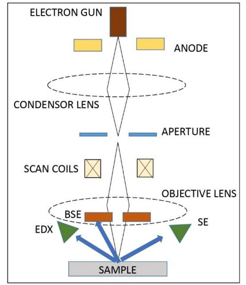 Fig. 1. Schematic diagram of SEM-EDX. A beam of electrons is produced at the top of the microscope by an electron gun mounted in an enclosure and maintained at high vacuum. The beam travels through electromagnetic fields and lenses, which focus the beam towards the sample. All electromagnetic lens and detector are maintained at high vacuum. There are three main signals that occur when an electron beam meets the sample  Pathak and Saxena; Asian J. Res. Rev. Phys., vol. 8, no. 2, pp. 1-11, 2024; Article no.AJR2P. 114681 