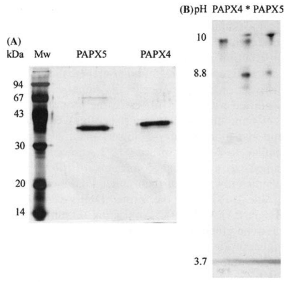 Figure 2 - from Characterization of basic p-coumaryl and