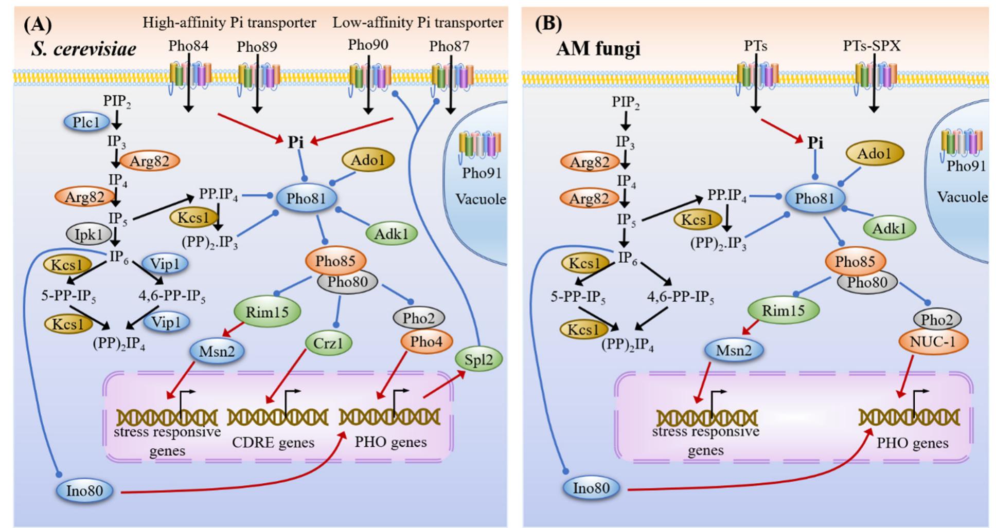(PDF) Genome-Wide Analysis of Nutrient Signaling Pathways Conserved in ...
