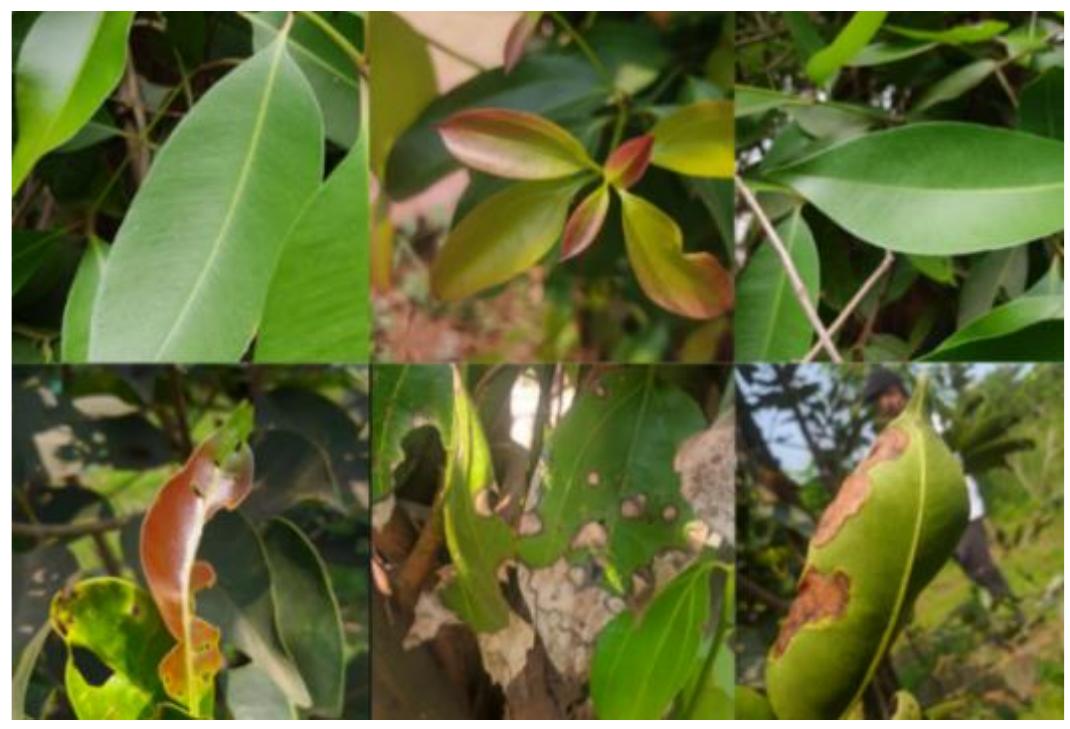 Figure 2 - from Enhancing plant disease detection using