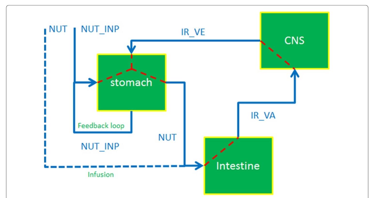 Diagrammatic representation of the structural model for the