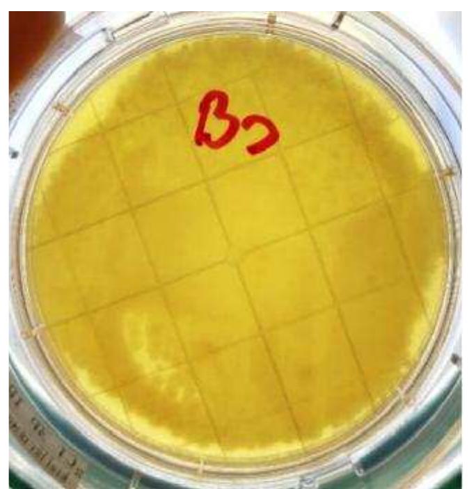 Figure 4: A. brasilensis test plate for neutraliser efficacy.  Figure 2: Alternative control plate showing B. subtilis growth. 