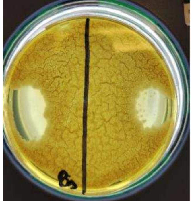 Figure 1: B. subtilus control plate for neutraliser efficacy. 
