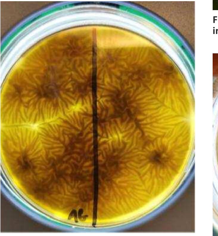 Figure 3: A. brasilensis control plate for neutraliser efficacy.  Different organisms will produce different growth patterns. Figure 6 shows the growth of S. aureus with a slight indication of inhibition.  Figure 6: S. aureus test plate. 