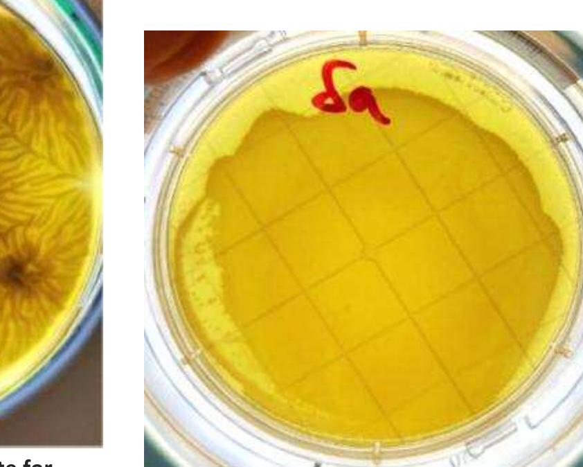 Figure 5: A. brasilensis control plate with inhibition. 