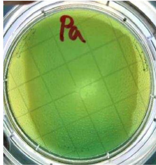 Figure 7: Ps. aeruginosa test plate. 