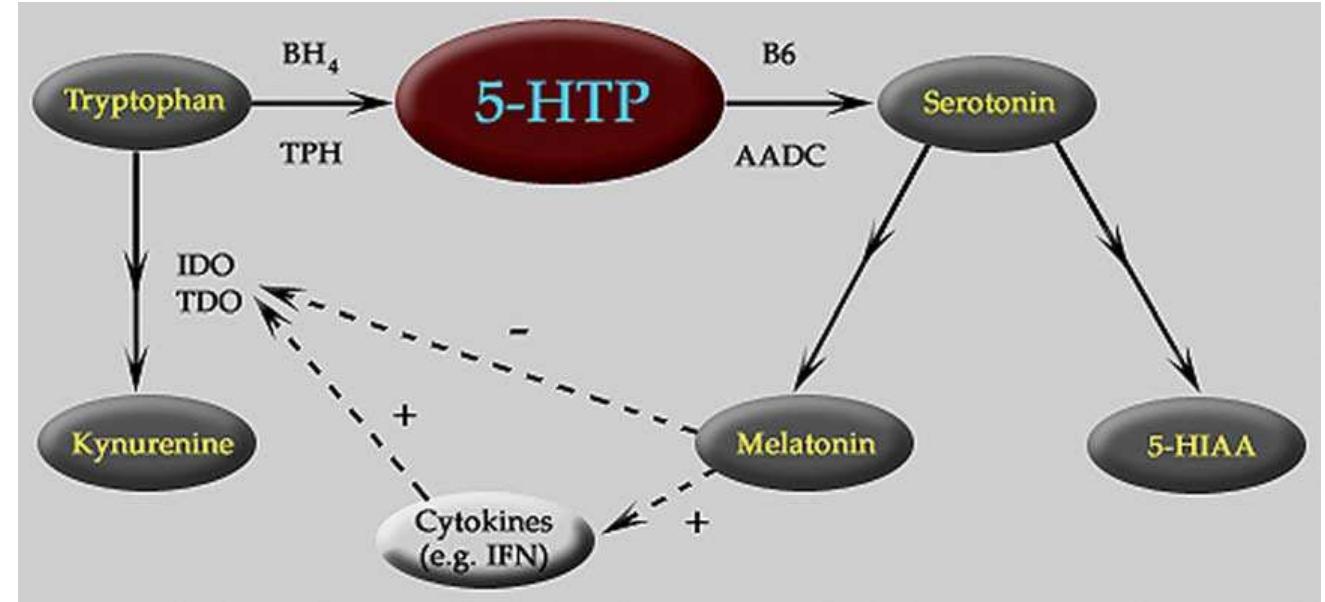 (PDF) Serotonin a la carte: Supplementation with the serotonin ...