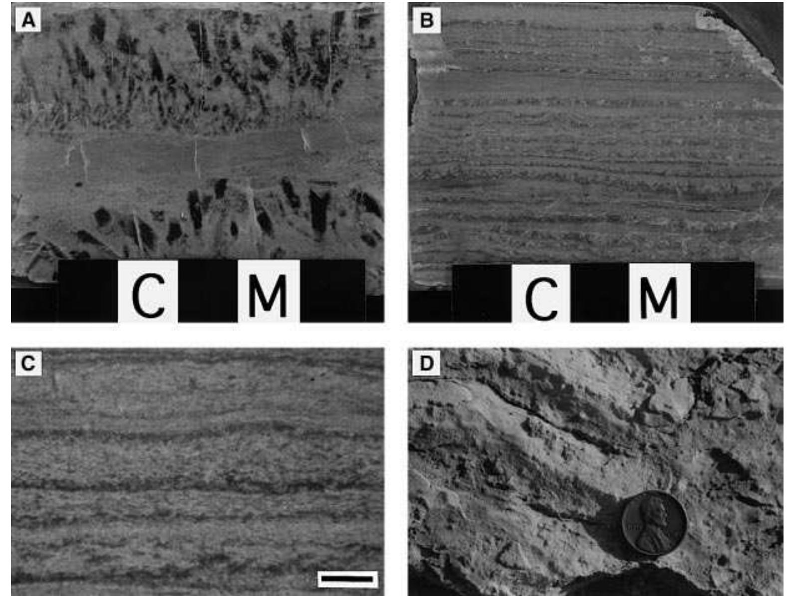 Figure 15 - from Evaporites and siliciclastics of the
