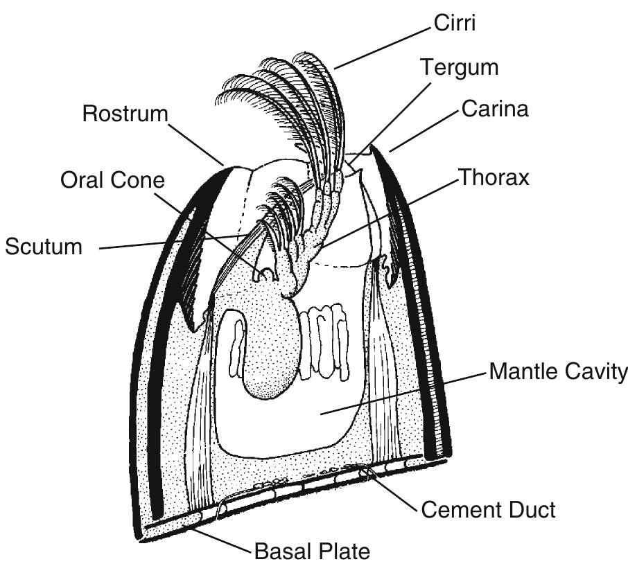 (PDF) Barnacles and their significance in biofouling.