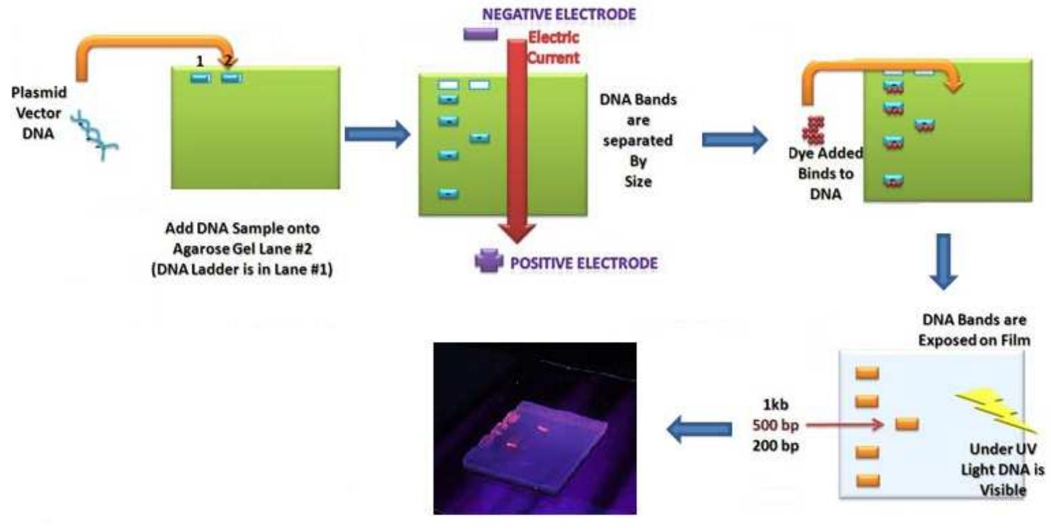PDF) Gel Electrophoresis - Principles and Basics