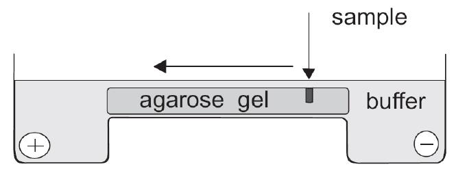 Jyuki  HER2<sup>+</sup> advanced gastric cancer: Current state and