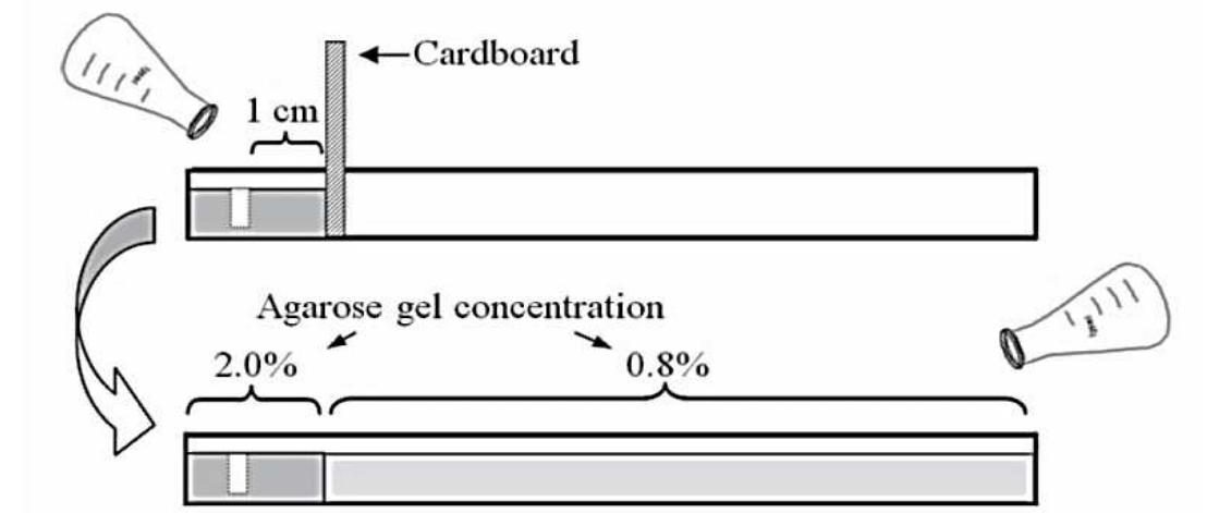 PDF) Gel Electrophoresis - Principles and Basics