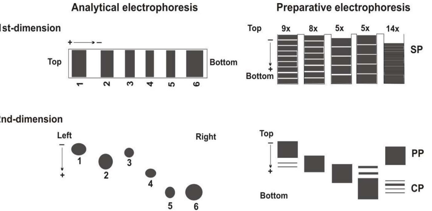 PDF) Gel Electrophoresis - Principles and Basics