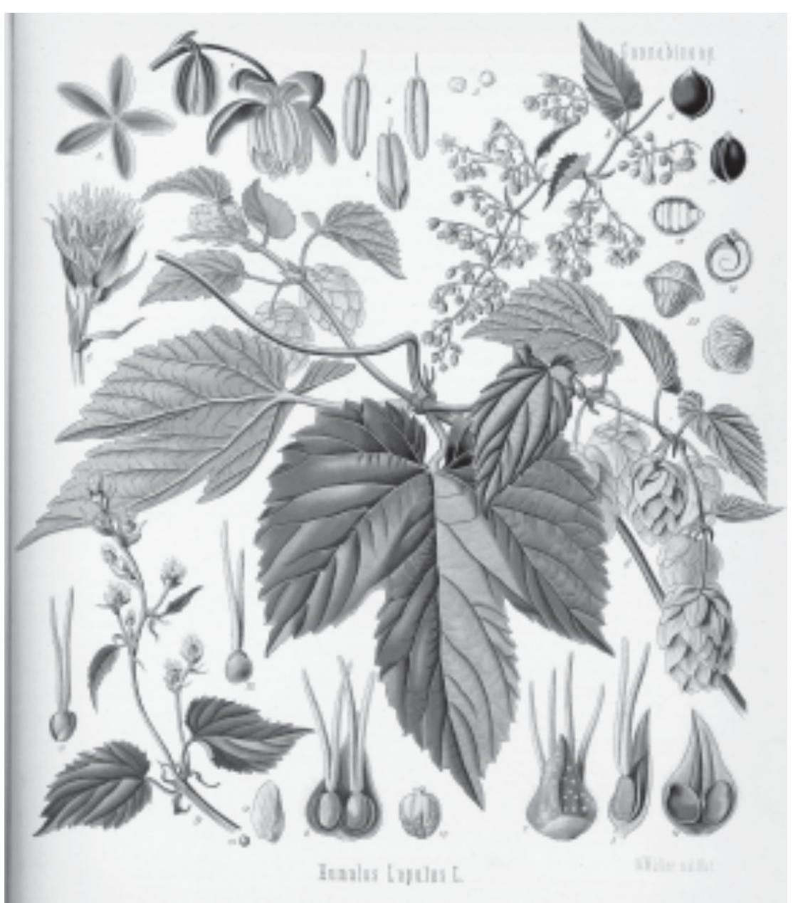 PDF) Haoma