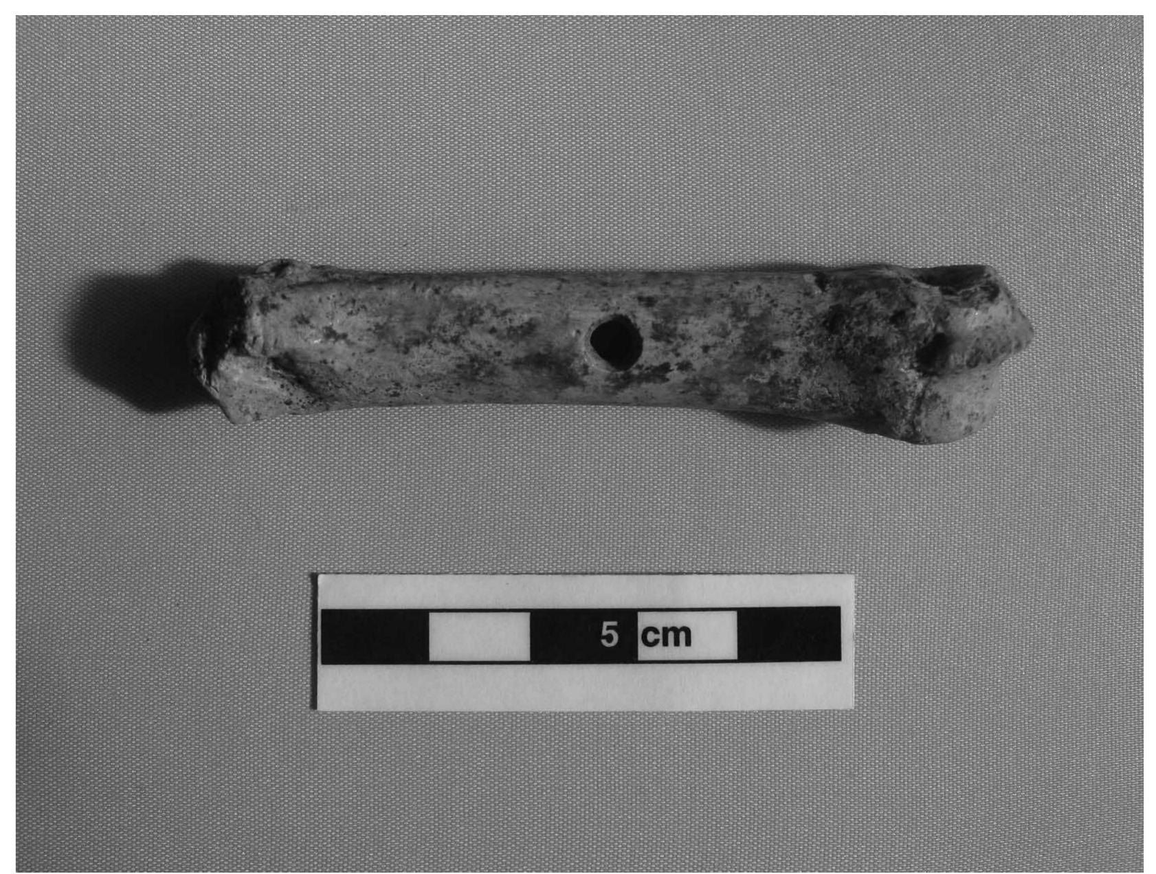 Fig. 2. The bone with drilled hole. 