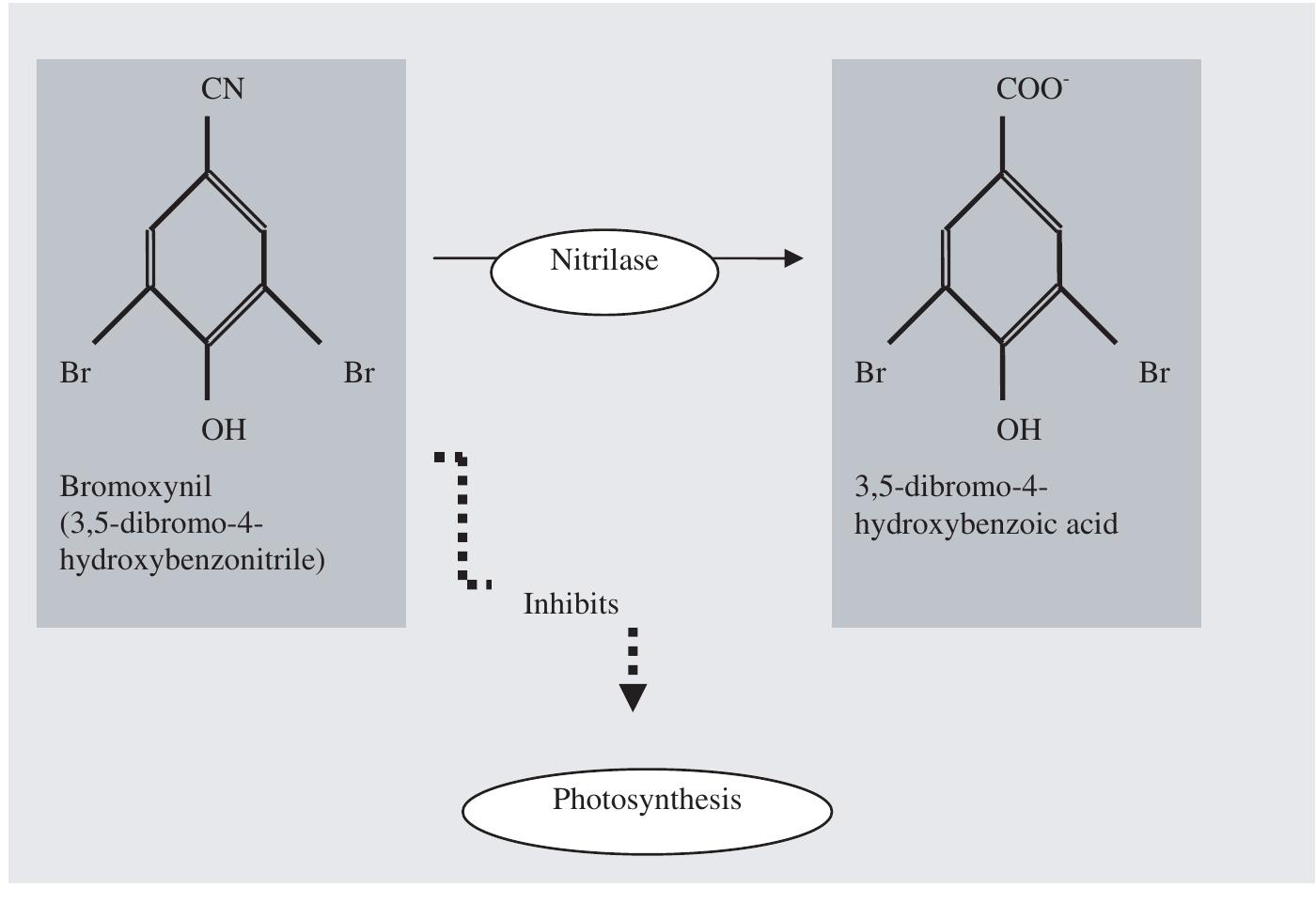 PDF) The Production of Long‐Chain Polyunsaturated Fatty Acids in