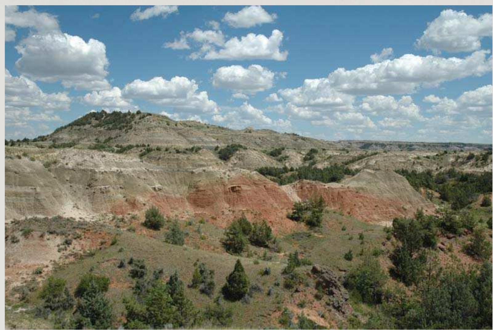 (PDF) Paleontology of the Medora Public Fossil Dig Site (Paleocene ...