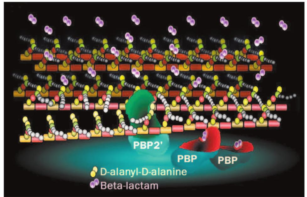 Pbp2 Structure Action of beta-lactam: beta-lactam (purple double cubes) is