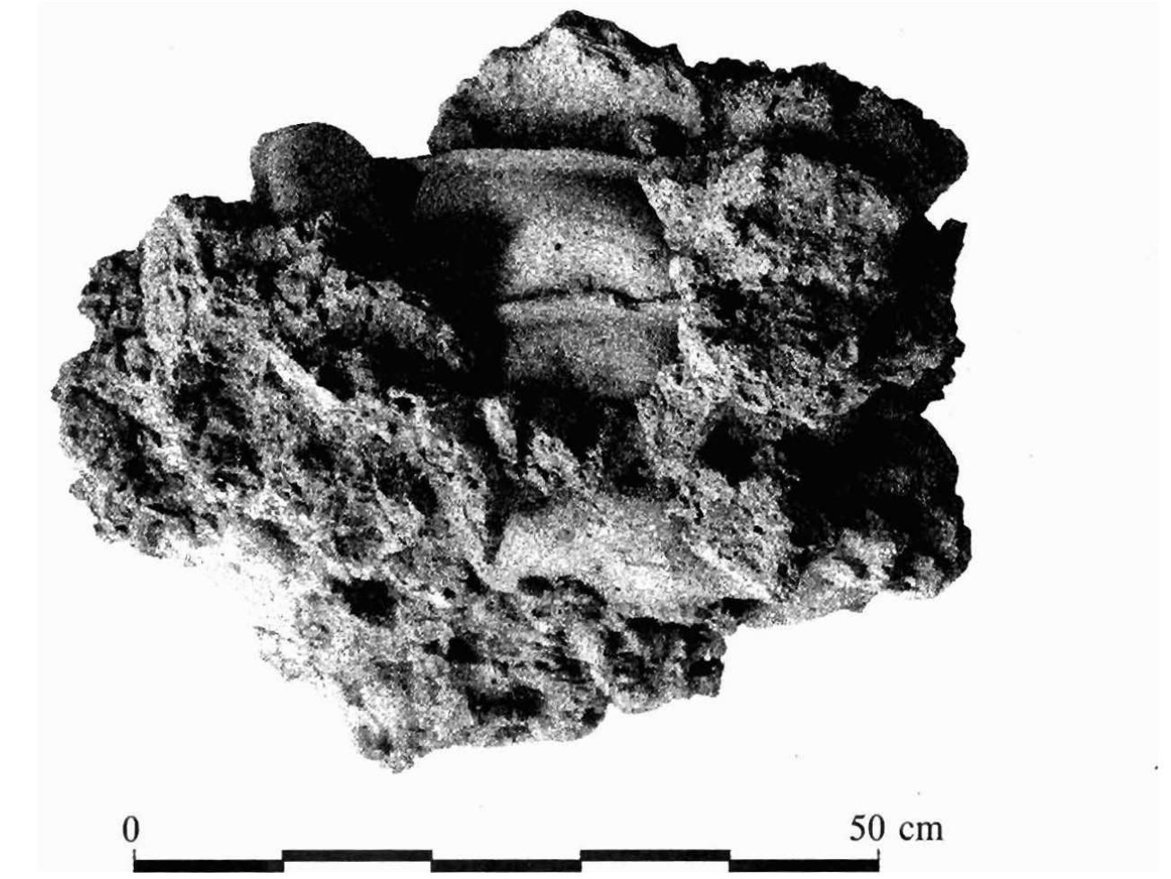 Pa3rieqaHa B TO3H KOHTeKCT Haxoy—KaTa Ha KaJIbIIM 3a IPOW3BOACTBO Ha KepaMHka C arin- KHpaHa yKpaca Moxe fla Ope BL3NpHeTa KaTO TOpesHO WOKa3zaTeJCTBO 3a paboTata Ha MOM06- HO KepaMMUHO aTeIHe Ha TEPHTOPHATA Ha CbB- pemenuua rpaq Me3qpa. Maxrer, ve No_OOHO CTaHOBHIlle He € 3all[MTeHO OT HAKAaKBM JaHHH, CBbp3aHH c Beye FOTOBaTa MpomyKUMA, ce oOacHaABa OT efHa CTpaHa c AMNCaTa Ha jOC- TAaTb4HO H3CMe{BaHHA B Ta3M HACOKa, a OT py- ra C OCKbAHaTa MHC*opMallnaA 3a ynorpeOata Ha KepaMH4HH H3eIMA C alJIMKMpaHa ykpaca, KaKTO Beye Oellle H3TEKHATO. CbOBeTe C all- JIMKHpaHa ykpaca ca Hali-cna6o 3acBuyeTen- CTBaHaTa KaTerOpuHA HaXOJKH B CpaBHEHHe C Ipyrure NponsBefenH B KasbN pexe*uu cpury- pH WIM KOMMO3KUMH (BOTHBHM MJIOUKM HM Tepa- KOTH). HaxoykaTa OT KepaMHY¥HM KarbiH 3a MpOv3BONCTBO Ha BOTMBHM MIOUKH OT TEPHTO- puata wa Montana nanpumep (Benkos 1940- 1942, 184-189, o6p. 248-258) cbabpxa u efHa roToBpa TakaBa c wM300paxeHMe Ha Xepmec (Benxos 1940-1942, 184, o6p. 247). IInouxn u MelasbOHH C MO_OGeH XapakTep Ca H3BeECTHH H ot Bytoso (Kabaktieva, Sultova, Vladkova 1988, 30, Ne 171; 34, Ne 200) u Augusta Traiana (Kalcev 1991, 266, Abb. 17). IIpoussoycTso Ha  O6p. 5. Mesopa. Ocmanxu om paspywena new, coc 3apedena 6 HeA NpOOyKuUA Fig. 5. Mezdra. Remains of a destroyed kiln loaded with ware  VaMO ODACHIN OOCTONHN TCPCHHN NpOyuBa- HHA Ca B ChCTOAHNE Ja aaT OOACHEHNE Ha Ta- 3M 3acera He3aOBONHTeENHO W3ACHeHa Mpooue- MaTHKa. 38 MOMEHTA MOXE Ja Ce Kaxe, 4e OTK- puTHTe B Kpenoctra KaneTo kepaMuHuHM Kalb- IM Ce BIMCBAT KaTO AIO B CTHJa H peneproa- pa Ha cpparMenTutTe c peneqbua yKpaca, OTKpH- TH Kpan Ilaspanxenu. Equa oT npeqnountannte (urypu BEpxy Te3H (bparMenTH e Ha Xepaks (Sultov 1985, 53), rsbpye OnM3Ka KATO TpakTOB- Ka C M300paxKeHHATa BBpxy KasbnUTe oT Mesypa (Cyntos 1972, 26, o6p. 9; Sultov 1985, Tabl. XXIV, 5). Wnrepecna ocoOenocr mpz npeAcraBaveTo Ha Xepak bl OT pasriexyqanata Haxoyka, € NOSHNMATA Ha pbUeTe, MACHATA € npa3Ha, JOKaTO iaBaTa e OOrbpHana KpuMBaka. Tlo cbuyua HadMH - C KpwBak B JIABaTa, a He B WACcHaTa pbKa, € Npexctapen Xepak'bll Ha efMH oT Karpnute or Montana (Benkos 1940-1942, 185, oOp. 249), KoeTO u3q,aBa NMpecb3aBaneTo Ha OOW, W3TOUHMK - BeEPOATHO CKYJINTYPHO w306paxenne. Penpogxyyupanero Ha MKOHOrpa- (pcKM MpOTOTHNH KaTO aABeHHE e WOOpe 3acBH- neTrencTBpauHo Bp Montrana. Kbrero ONN3KH 0 