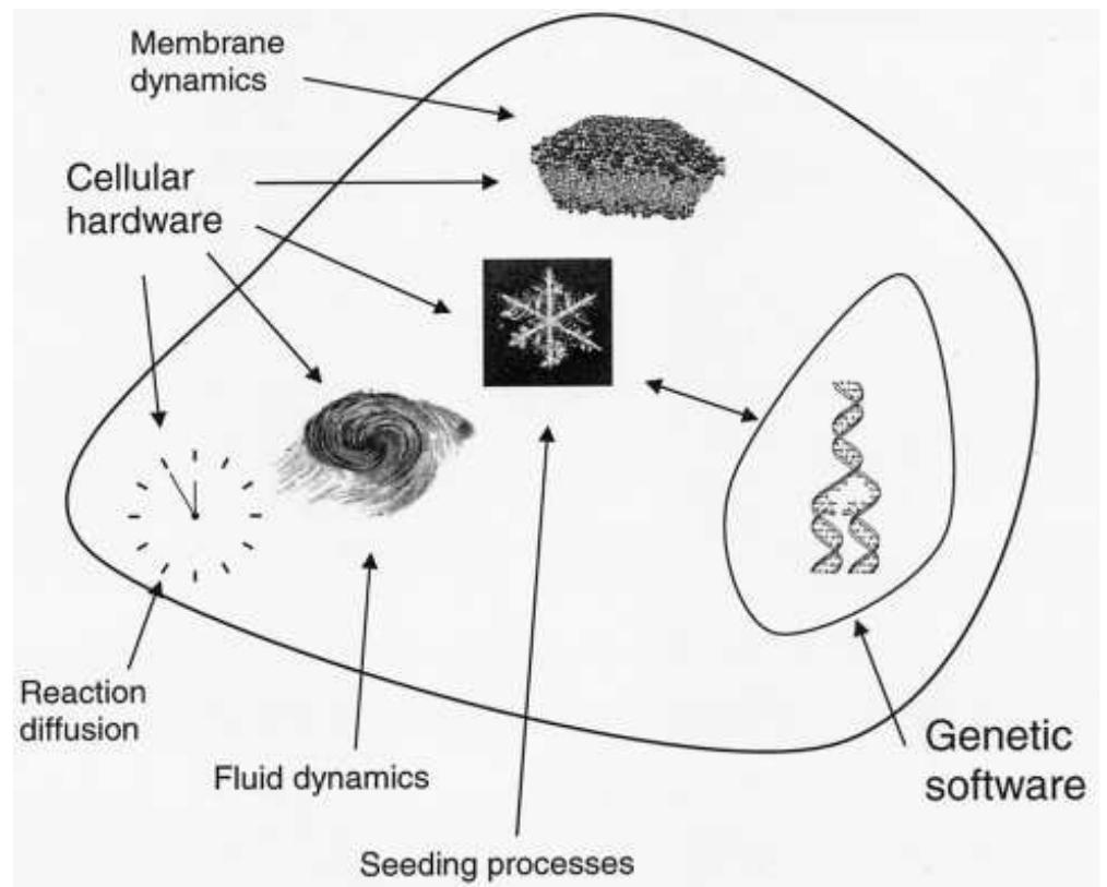 Organelle Computer (PDF) Self-organization, Natural Selection, and Evolution: Cellular ...