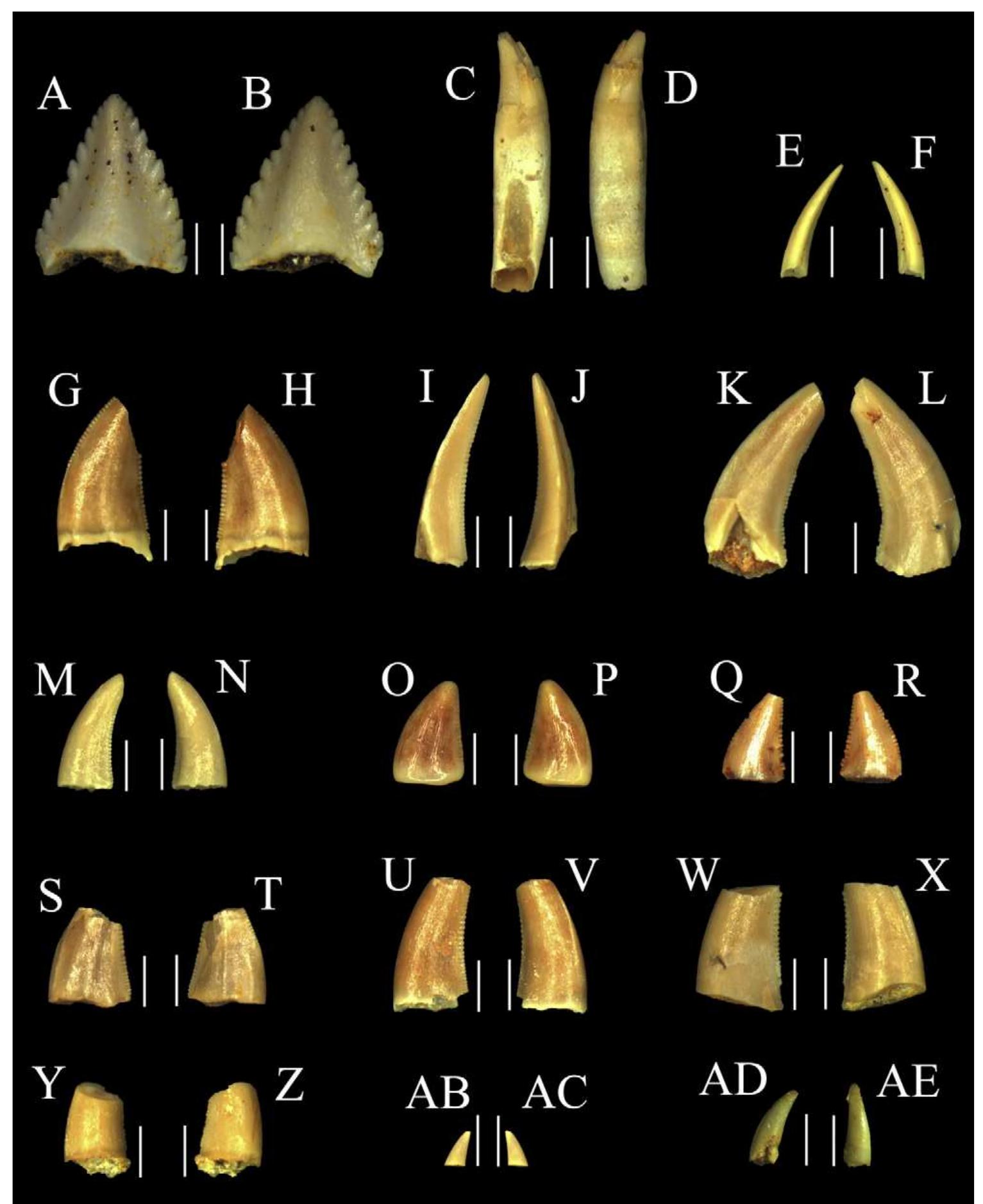 Triangular Tooth Morphotype Fish tooth morphotypes 1-3. (a) brsug 29372-7, example of