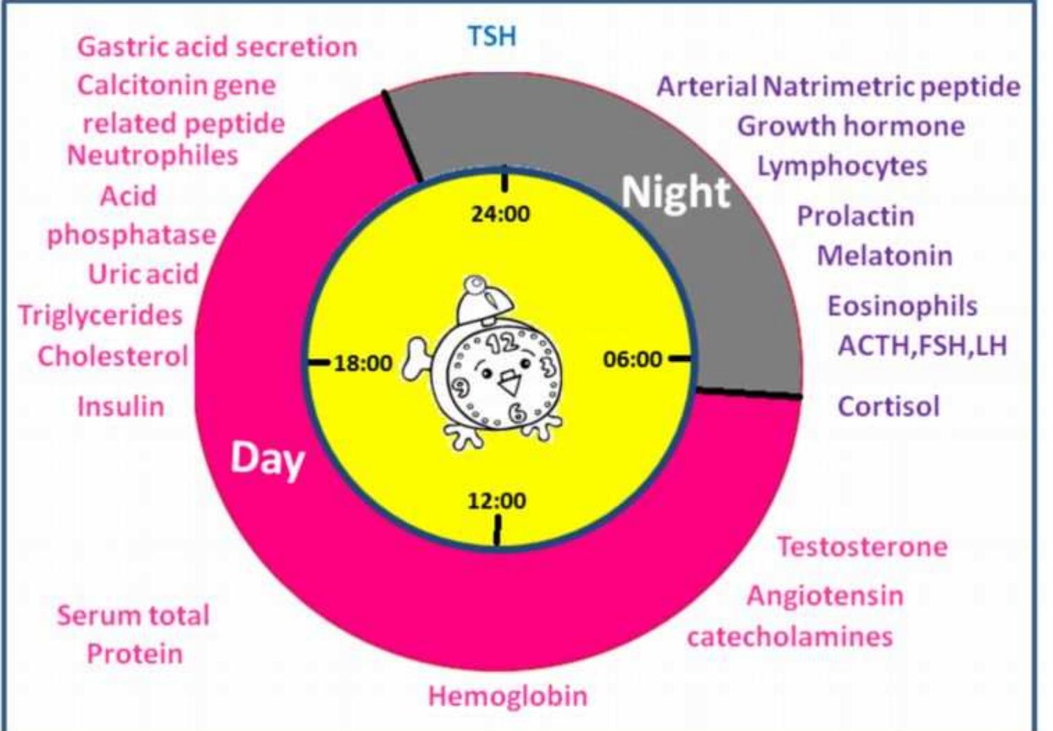 Figure 1 - from Chronotherapeutical approach: Circadian