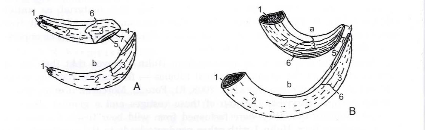 Fig. 1. Wild boar tusk in cross-section. A — root; B — main part of the tooth; C — crown; D — oblique abrasion of the tooth crown; E — foramen in the root apex; F — tooth hollow (filled with pulp); 1 — dentin; 2 — enamel; 3 — dental cementum; 4 — newly-formed dentin; 5 — asterisk; 6 — gums borders; a — lip surface; b — tongue surface (after Cerveny 2001, Fig. 4)