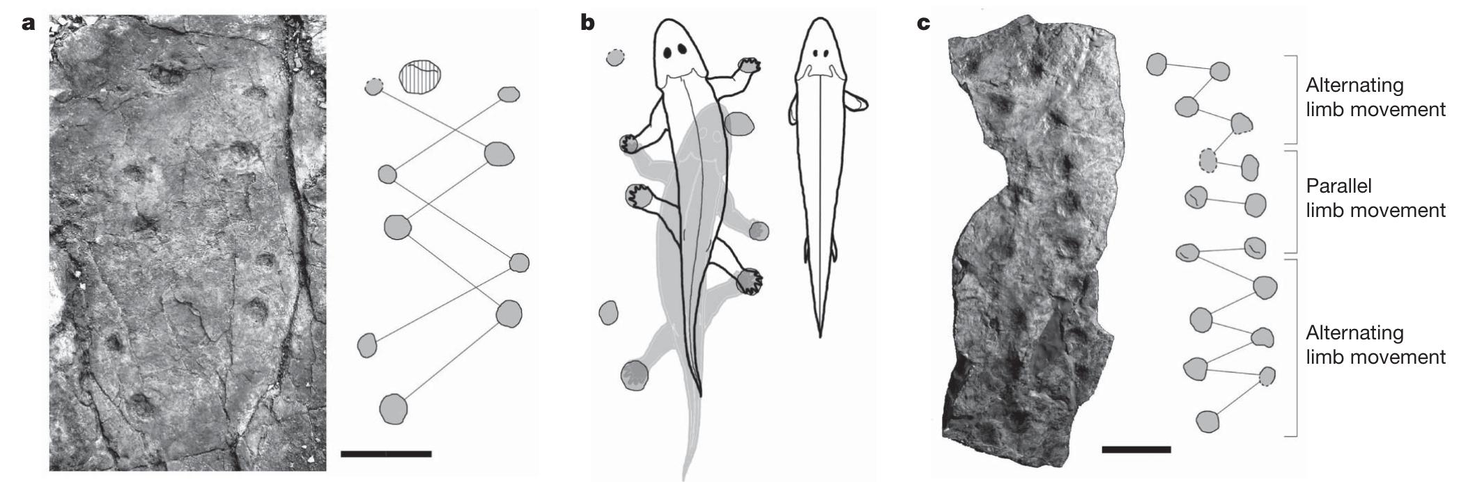 drawn to the same shoulder-hip length. Positions of pectoral fins show approximate maximum ‘stride length’. c, Muz. PGI 1728.11.15. Trackway showing alternating diagonal and parallel stride patterns. In a and c, photographs are on the left, interpretative drawings are on the right. Thin lines linking prints indicate stride pattern. Dotted outlines indicate indistinct margins and wavy lines show the edge of the displacement rim. Scale bars, 10 cm. Figure 2 | Trackways. a, Muz. PGI 1728.11.16. (Geological Museum of the Polish Geological Institute). Trackway showing manus and pes prints in diagonal stride pattern, presumed direction of travel from bottom to top. A larger print (vertical hatching) may represent a swimming animal moving from top to bottom. b, On the left is a generic Devonian tetrapod based on Ichthyostega and Acanthostega (from ref. 18) fitted to the trackway. On the right, Tiktaalik (from ref. 29 with tail reconstructed from Panderichthys**) is