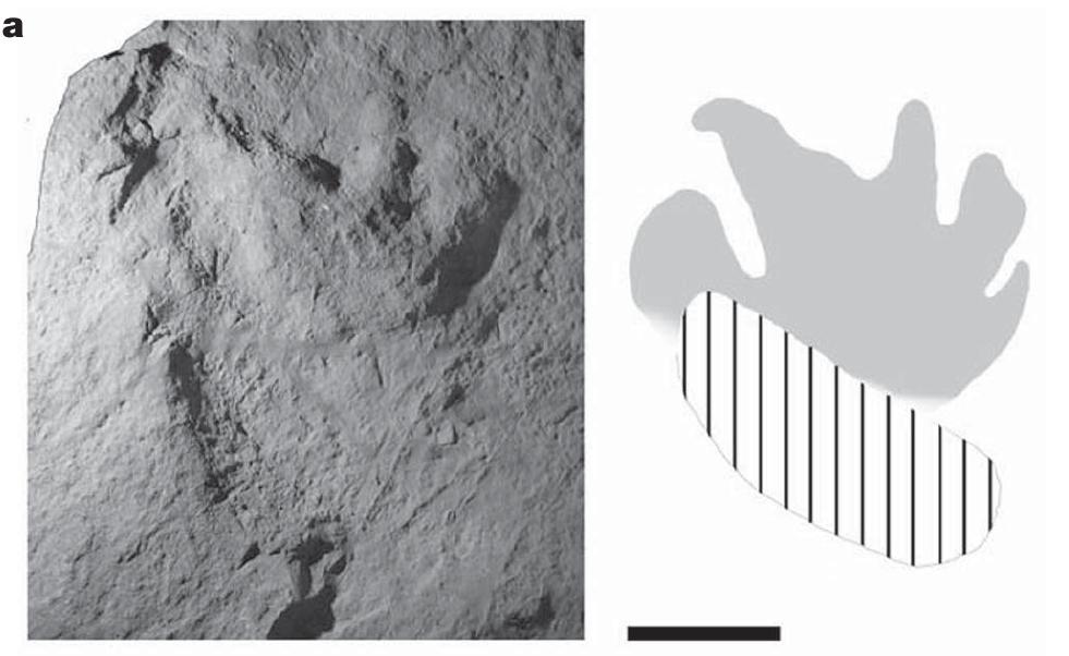 Figure 3 | Footprints. a, Muz. PGI 1728.1I.3. Probable pes, preserved as natural cast (that is, mirror-imaged). Print with long digit impressions and large displacement rim, probably indicating slippage plus anticlockwise rotation of the foot. b, Muz. PGI 1728.II.2. Left pes, preserved as natural cast Muz. PGI 1728.I1.3 (Fig. 3a) shows a large proximal displacement rim and long curved toe prints. Muz.PGI1728.1I.1 (Fig. 4a) and Muz. PGI 1728.11.2a,b (Fig. 3b) on the other hand have short, triangu- lar toe impressions, as does Muz. PGI 1728.IL.5. Their outlines are crisp. Muz. PGI 1728.II.1 has a moderate-sized, low, anterior displacement rim, whereas Muz. PGI 1728.II.2 has only a very small rim along the anterior margin of one of the toe impressions. We infer that the shared morphological features of Muz. PGI 1728.11.1, Muz. PGI 1728.1L.2 and Muz. PGI 1728.11.5 reflect the morphology of the foot. By contrast, the large displacement rim of Muz. PGI 1728.11.3 suggests that the foot slipped during the formation of the print; the differences in toe shape between this and the other large prints may thus be an artefact, thougha real morphological difference cannot be ruled out.