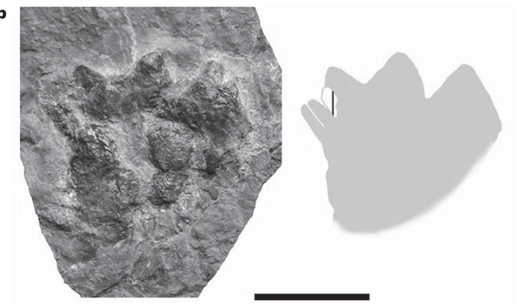 (that is, mirror-imaged). Photographs are on the left, interpretative drawings are on the right. In the drawings, grey indicates footprint, and vertical hatching indicates displacement rim. Scale bars, 10 cm. Trackway Muz.PGI1728.11.16 from Zachelmie is in many ways similar to previously described Devonian tetrapod tracks*****’. The trackways from Valentia Island (Ireland) and Tarbat Ness (Scotland), and one of the Genoa River tracks (Australia), all show similar