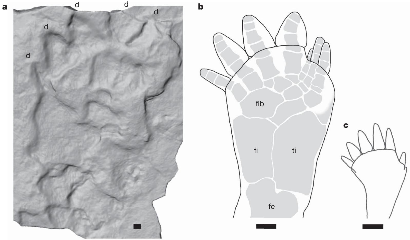 Figure 4 | Foot morphologies. a, Laser surface scan of Muz. PGI 1728.II.1, left pes. b, Complete articulated left hind limb skeleton of Ichthyostega, MGUH f.n. 1349, with reconstructed soft tissue outline. ¢, Left hind limb of Acanthostega, reconstructed soft tissue outline based on skeletal reconstruction in ref. 8. We note the large size of the print compared to the limbs of Ichthyostega and Acanthostega, and that the print appears to represent not just the foot but the whole limb as far as the knee. d, digit; fe, femur; ti, tibia; fi, fibula; fib, fibulare. Scale bars, 10 mm.
