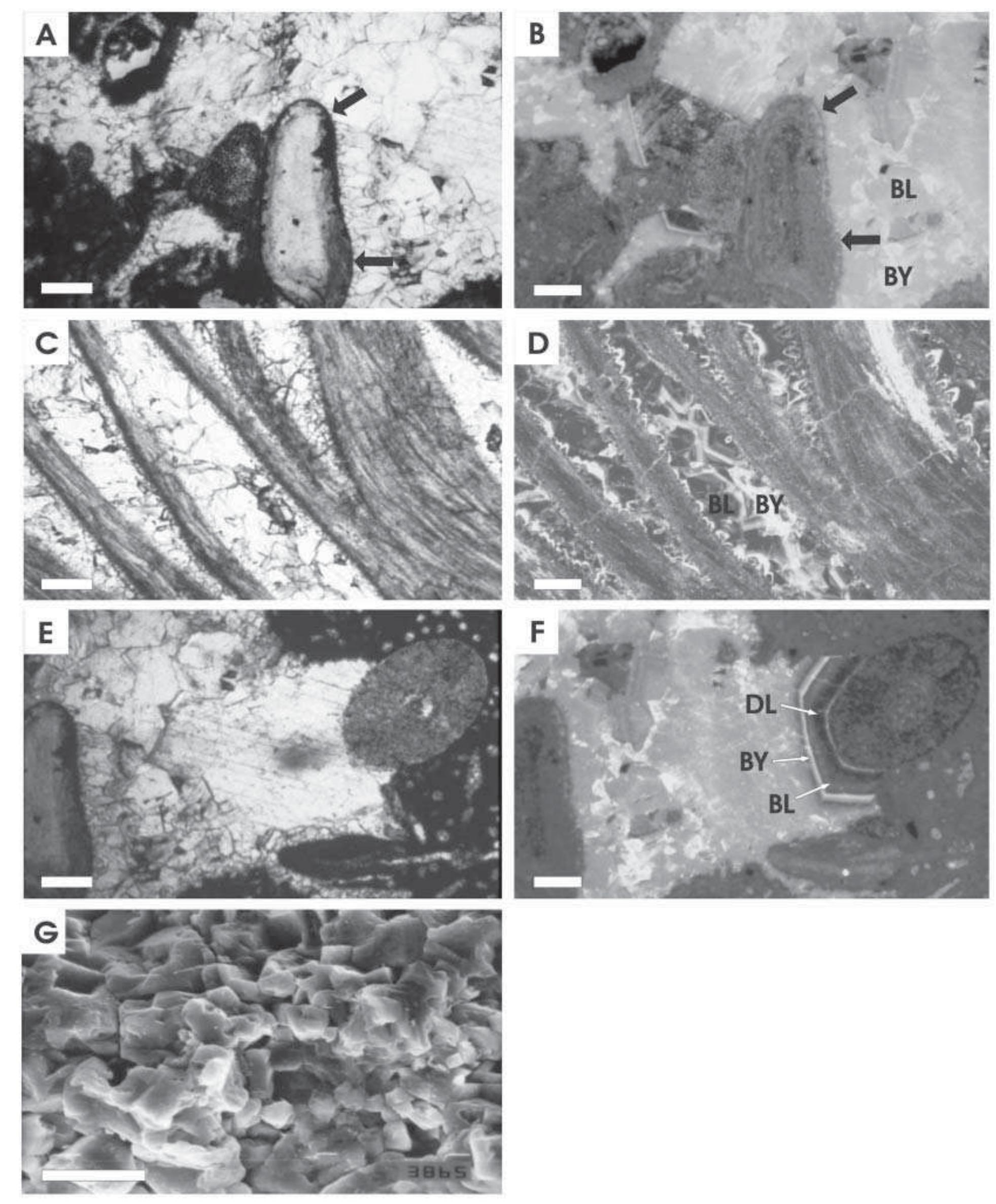 Dull Shell Stratigraphic chart for the mendoza mesosequence (upper