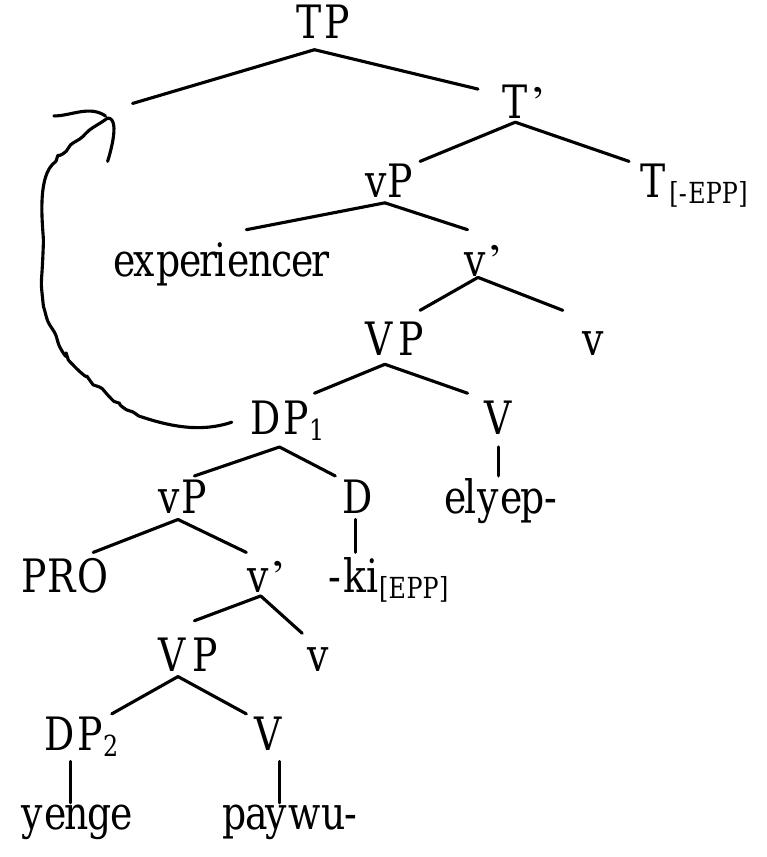 This is how the DP; gets nominative case. However, as mentioned above, the —ki phrase can also take dative case, and it is impossible for DP, to be dative marked since it has to undergo obligatory movement to check off [EPP] which in tum gives it nominative case. Secondly, Yeo claims that DP2 gets its case by movement either to [Spec, vP] (for accusative) or to [Spec, DP1] (for nominative). A part from the problem of the optionality  of accusative case marking, Robert Frank (p.c.) pointed out that it is very implausible for D to assign nominative case. 