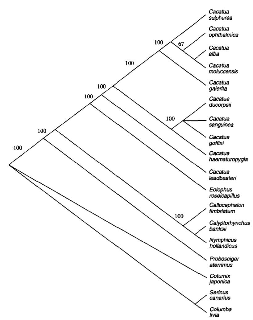 Figure 3 - Molecular Systematics and Biogeography of the