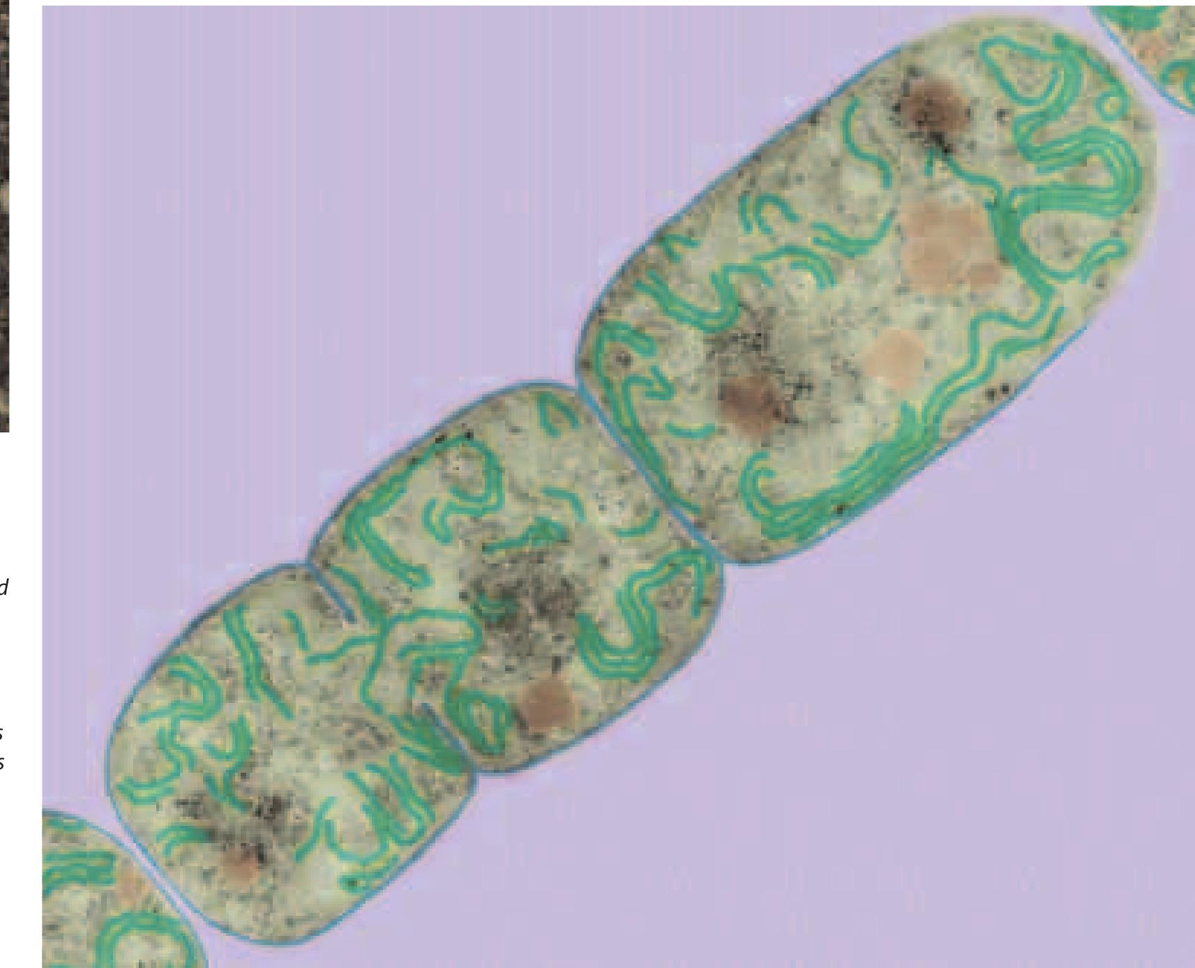(PDF) The Origins of Life