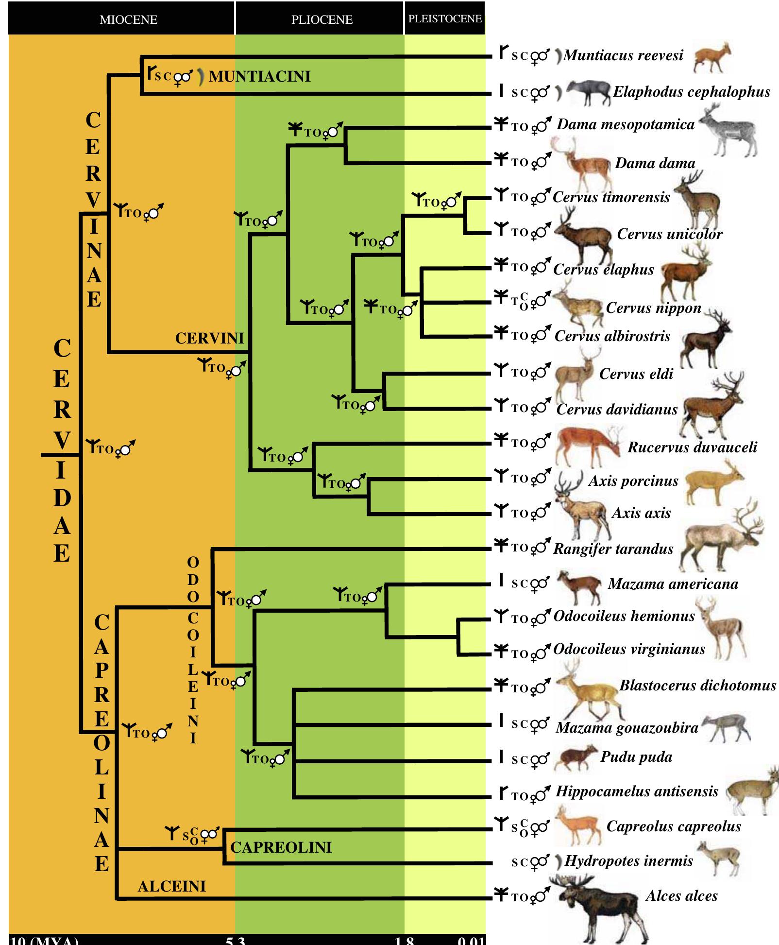 (PDF) Mitochondrial and Nuclear Phylogenies of Cervidae (Mammalia ...