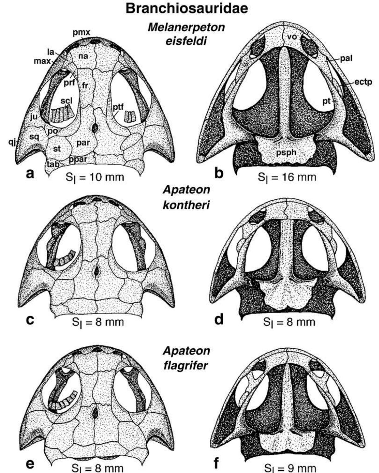 Branchiosaurus (PDF) The Early Permian branchiosaurids (Amphibia) of Sardinia (Italy ...