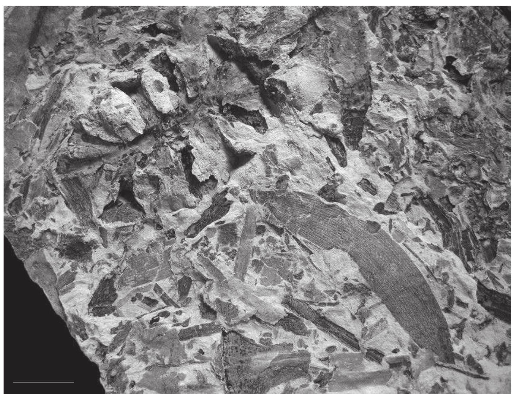 Figure 1 - from 2009 Klitzschophyllites, Aquatic Basal