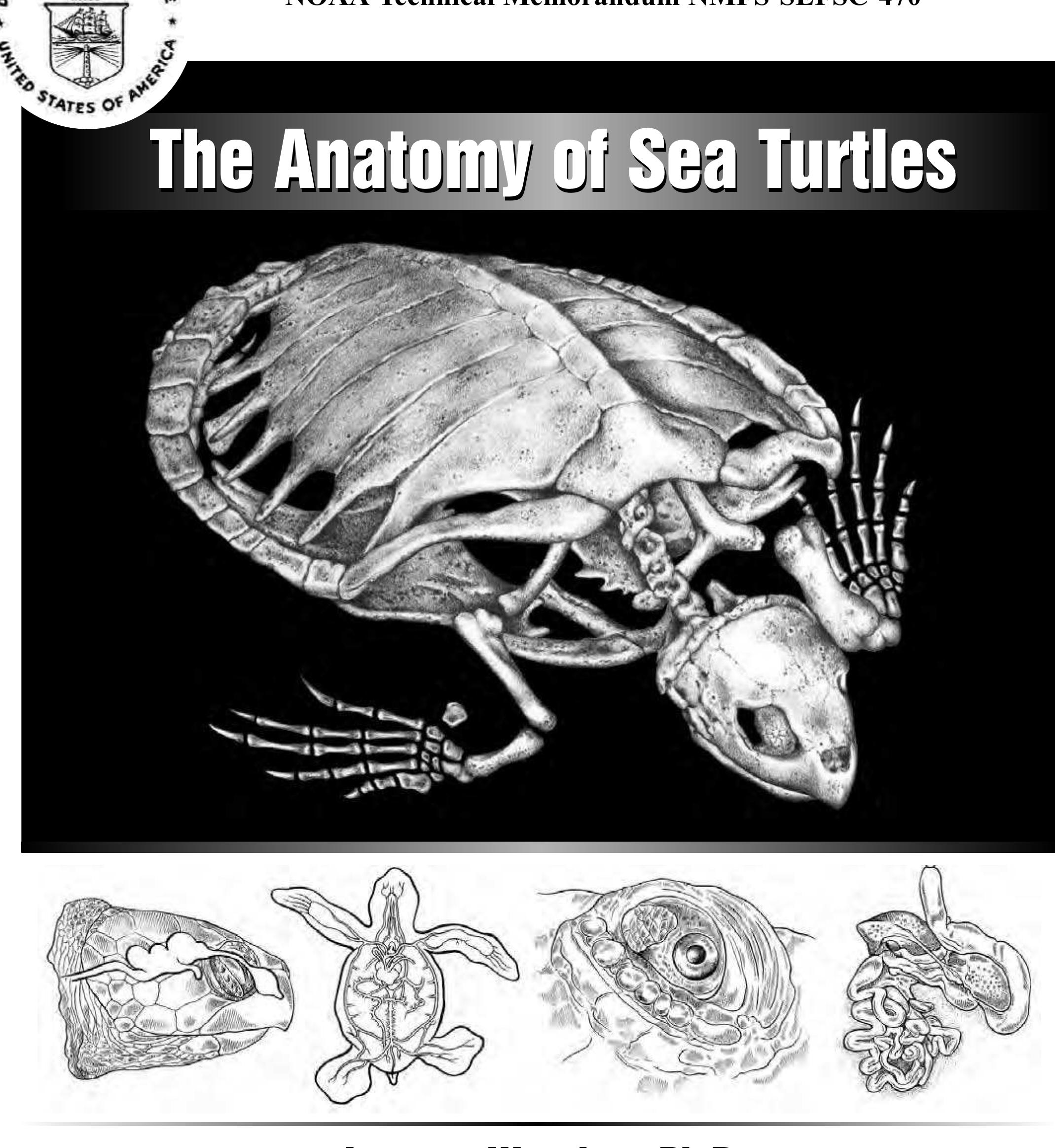 Figure 1 - The anatomy of sea turtles