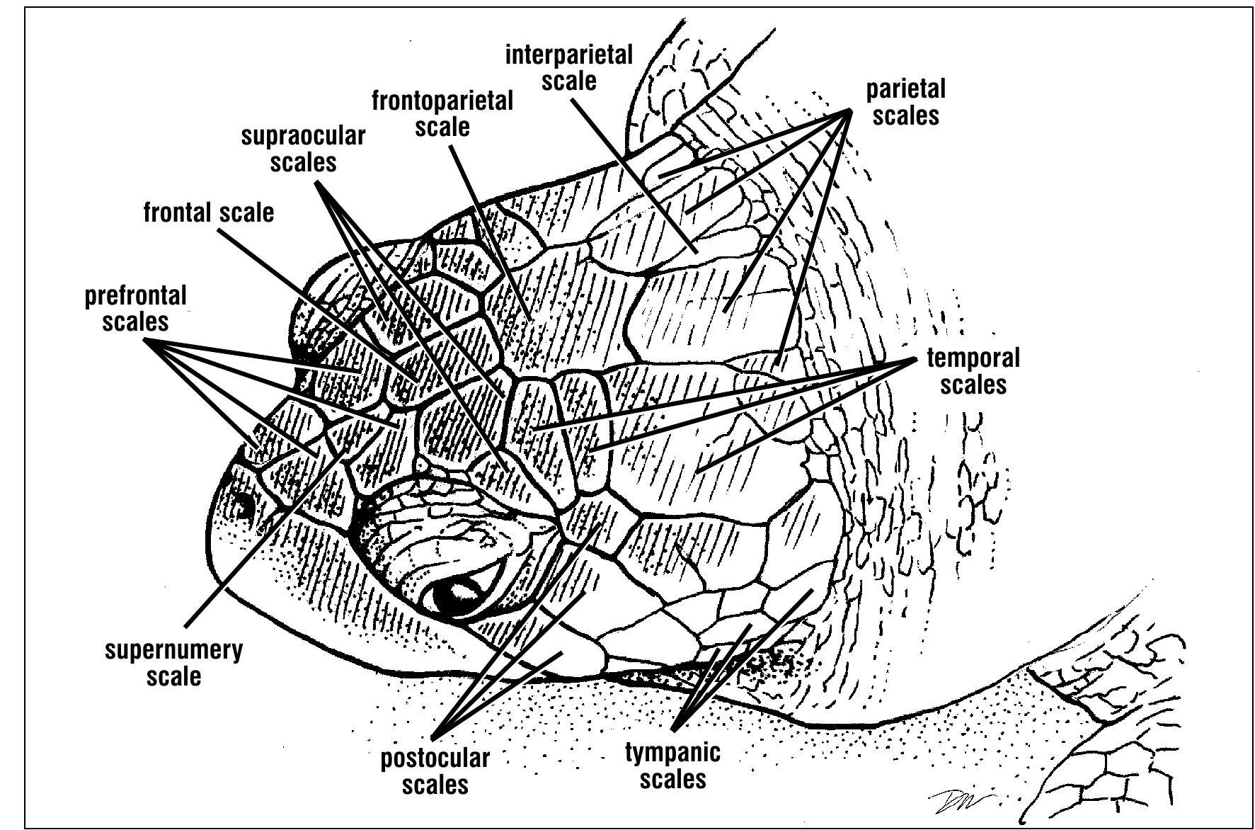 Figure 10 - The anatomy of sea turtles