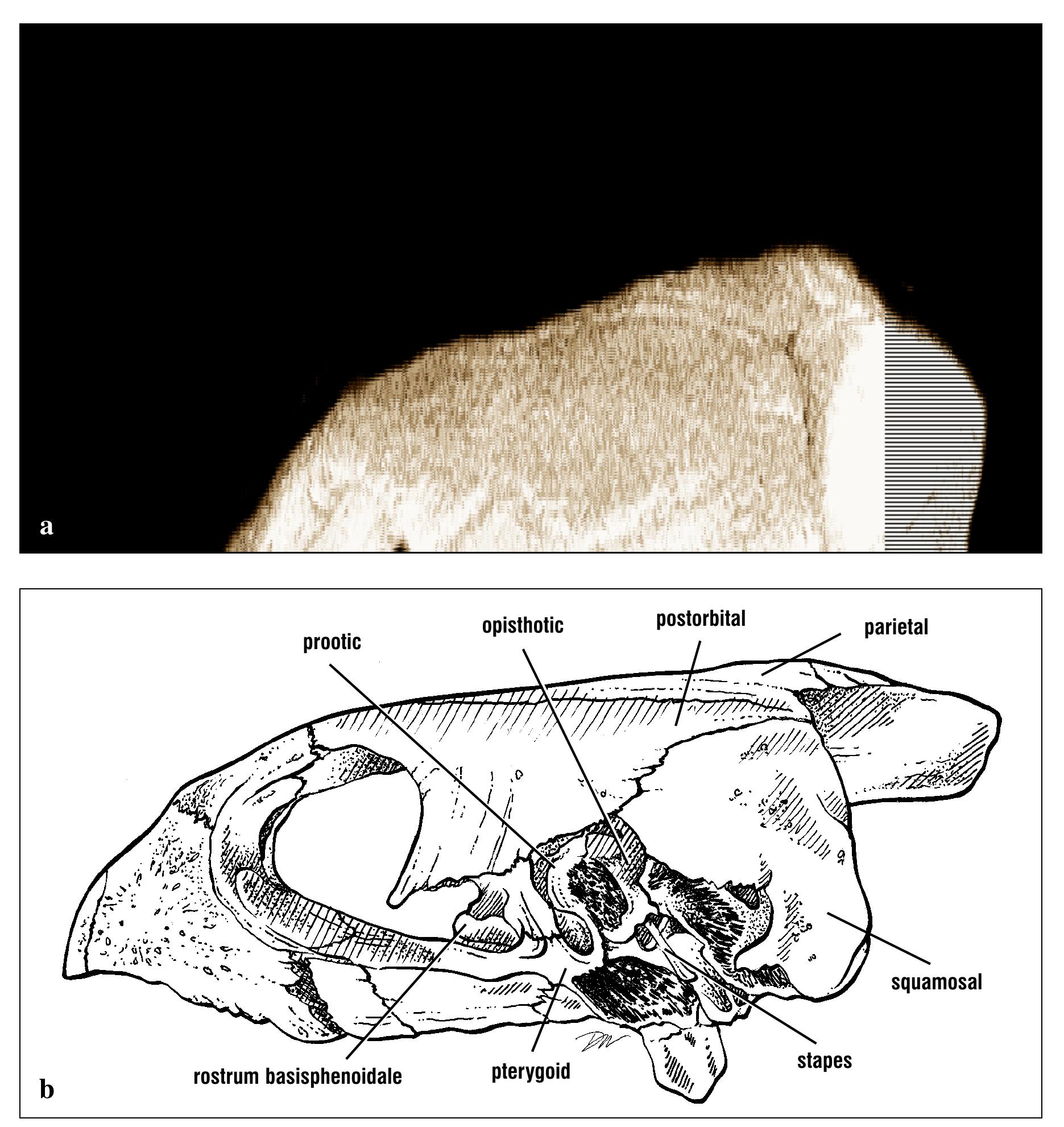 Turtle Condyle Bone Figure 31 - from The anatomy of sea turtles